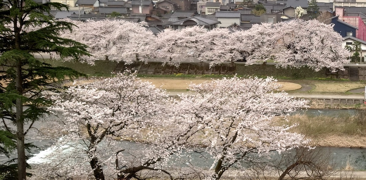 小矢部川の桜並木