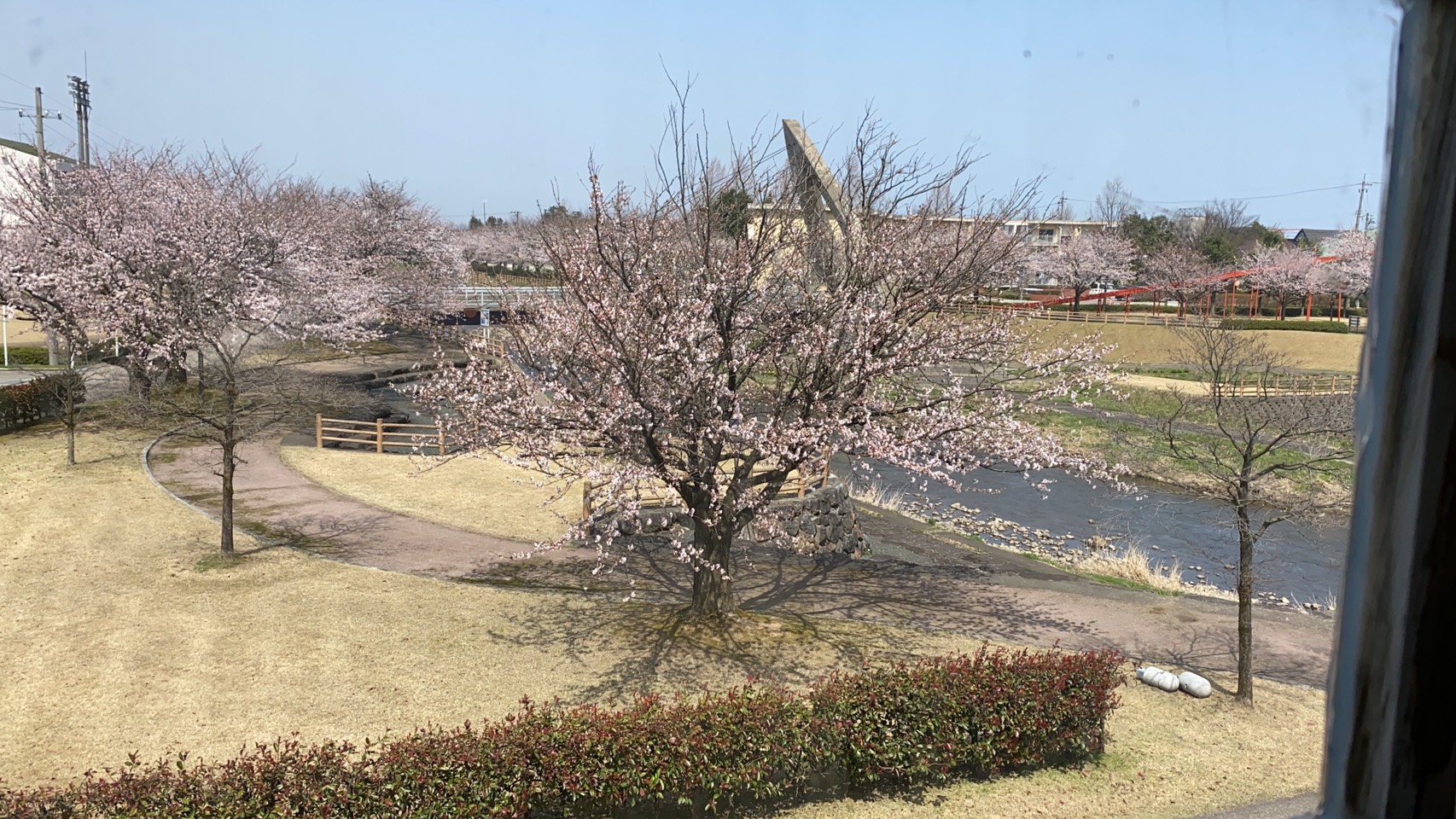 福野エリア桜