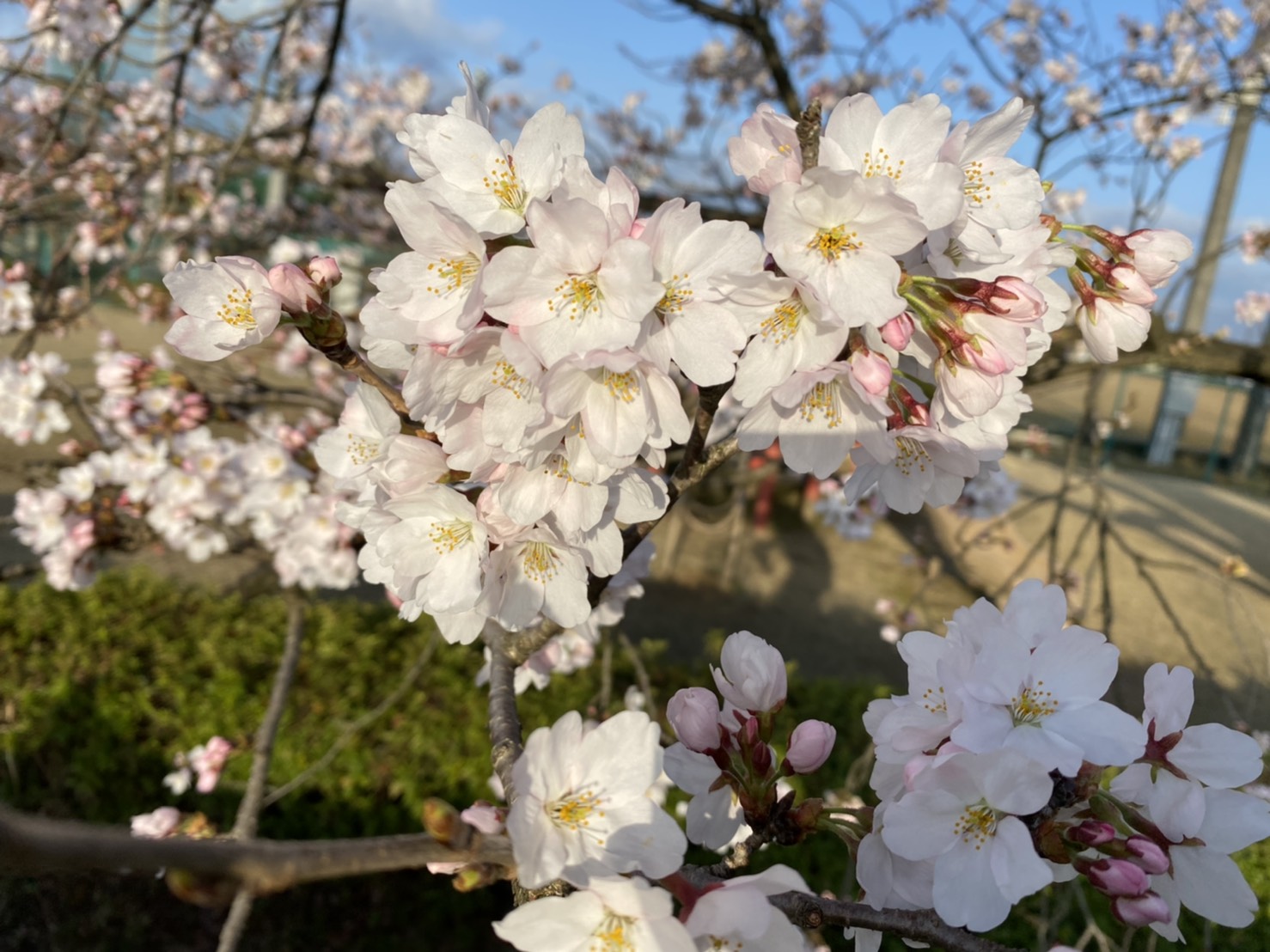 福野エリア桜