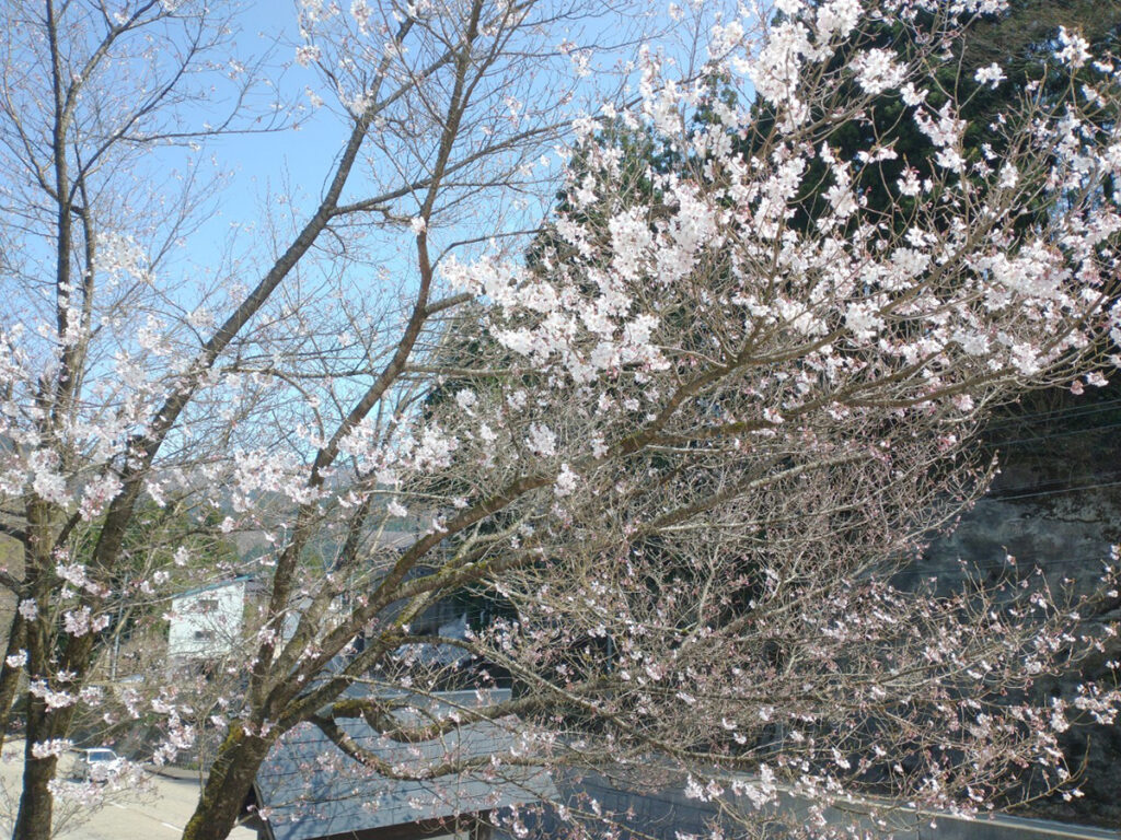 五箇山の桜開花状況2021年4月3日