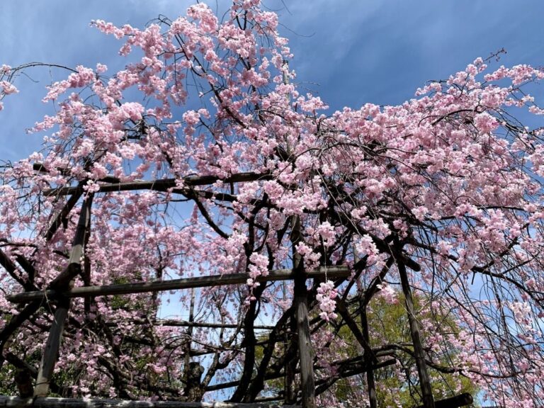 猿が辻公園の枝垂れ桜