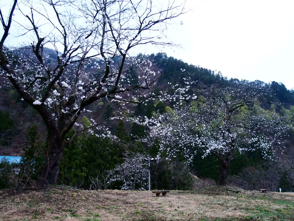 五箇山の桜開花状況2021年4月8日