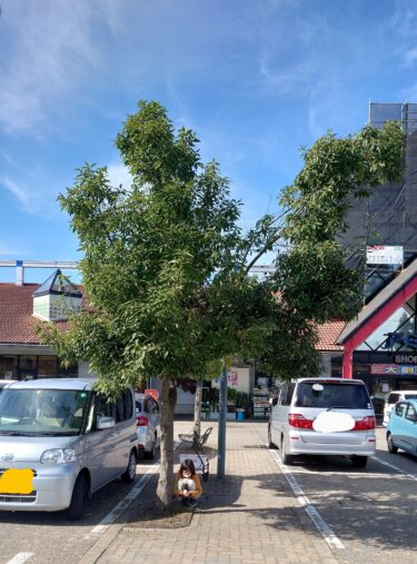 南砺市福野地域にあるア・ミューの正面駐車場にドングリの木があったよ‼️
