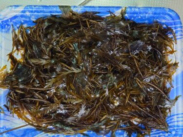 1月ごろから2月にかけて南砺市内スーパーの鮮魚コーナーでワカメ以外の海藻が売られてた！