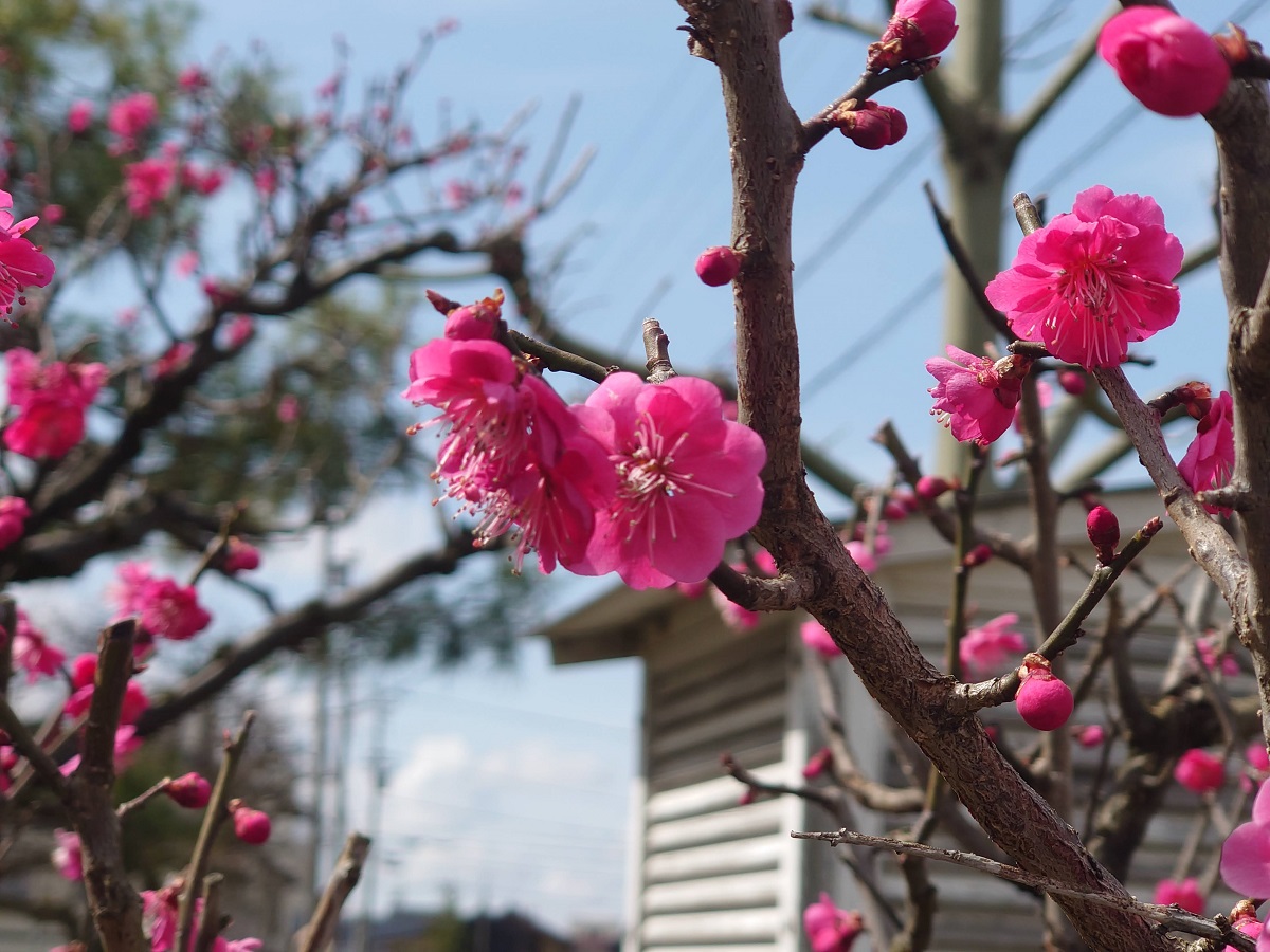 福野中学校の梅の花が見ごろだったよ (9)