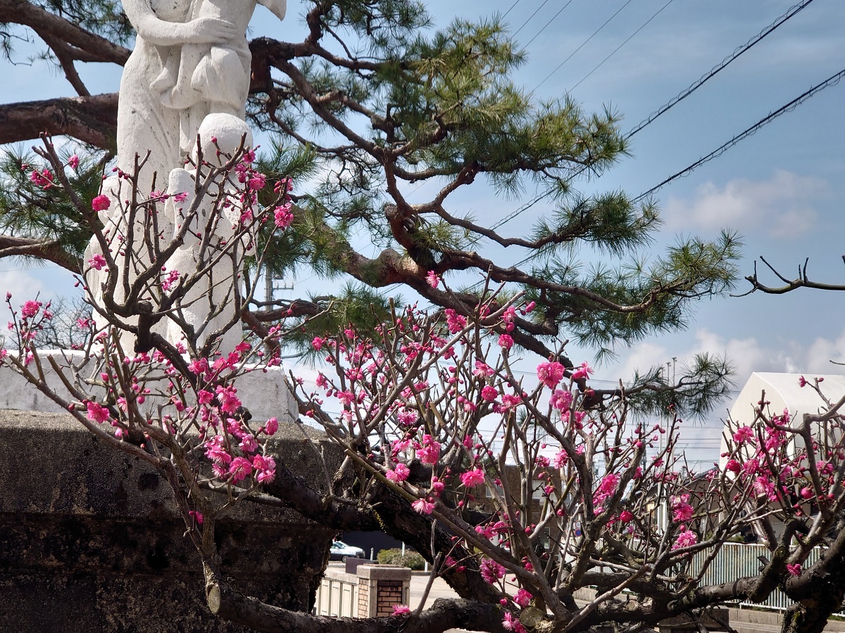 福野中学校の梅の花が見ごろだったよ (7)