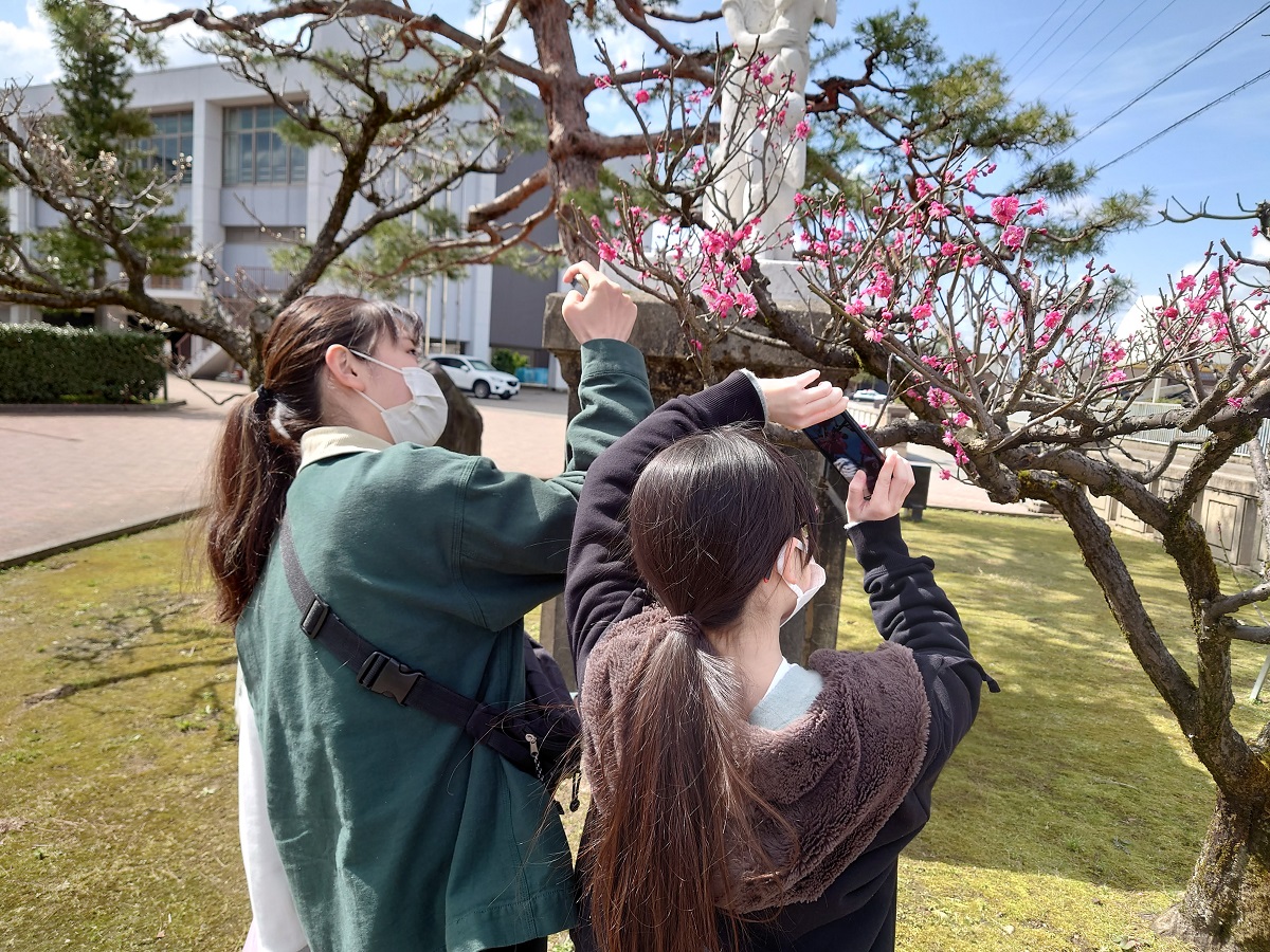 福野中学校の梅の花が見ごろだったよ (5)