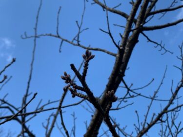 今年の富山県の桜開花予定日は3月31日らしい。猿が辻公園の桜はまだまだ咲かなそう。