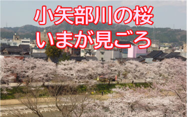 小矢部川の千本桜がほぼ満開になってたよ！お花見がまだの方はお早めにどうぞ！