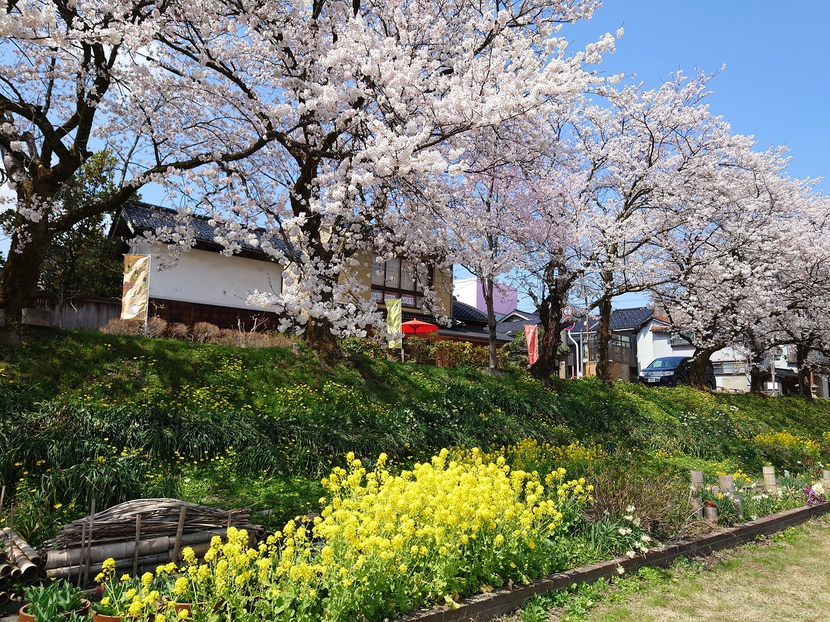 小矢部川の千本桜 (4)