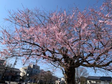猿が辻公園の桜が咲いてた。