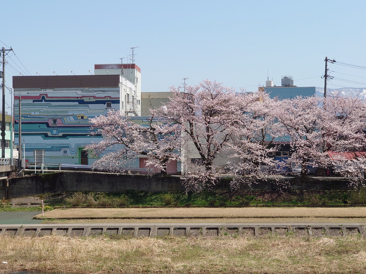 小矢部川の千本桜 (5)