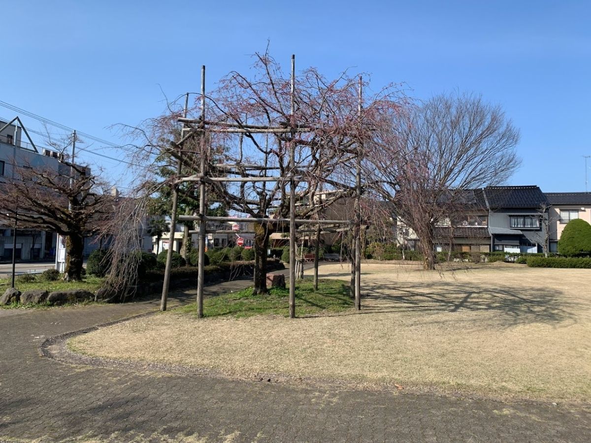 猿が辻公園のまだ咲いてない枝垂れ桜2022