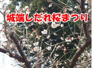 城端しだれ桜まつり、4月3日に城端別院善徳寺を中心に楽しんでみた！