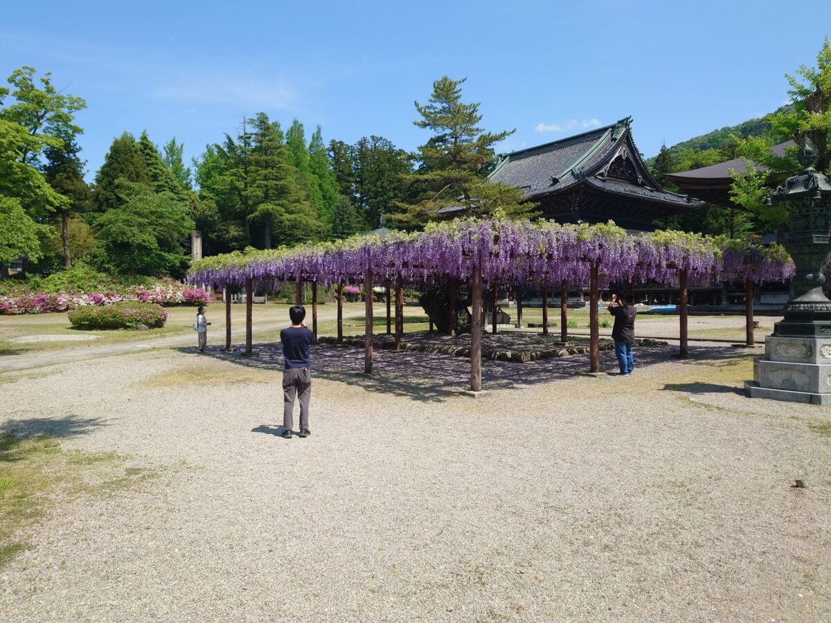 井波別院瑞泉寺の藤の花 (1)