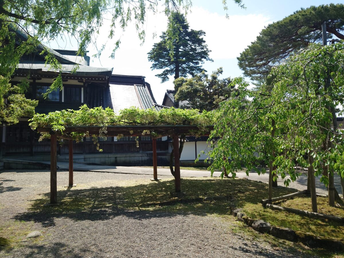 井波別院瑞泉寺の藤の花 (5)