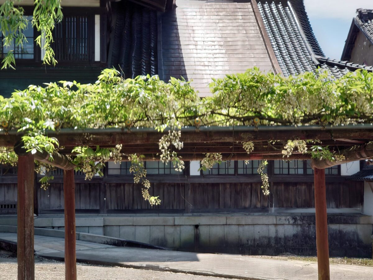 井波別院瑞泉寺の藤の花 (6)