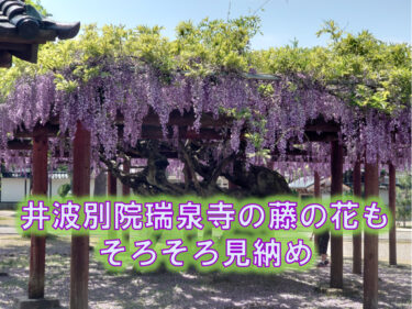 井波別院瑞泉寺の藤の花アイキャッチ