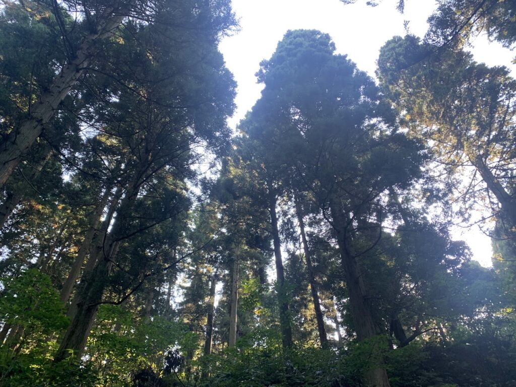 増山城の森林