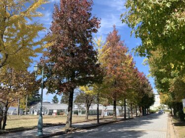 南砺市福野も紅葉が進んでる。福野高校の正門の道がきれいやった。