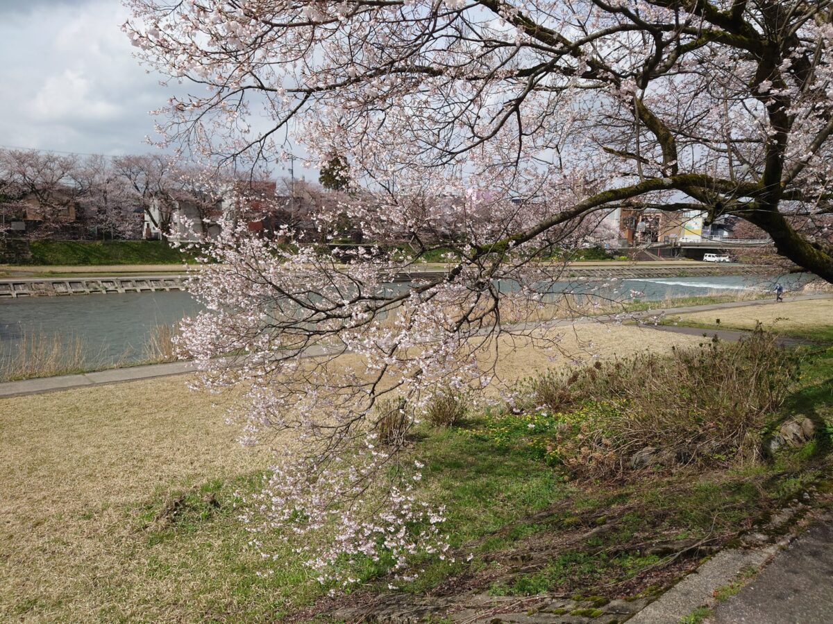 20230327小矢部川公園の桜 (20)