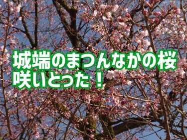 2023年3月22日に富山の桜の開花発表があったばかりだけど、南砺市城端の出丸の桜も開花してたよ