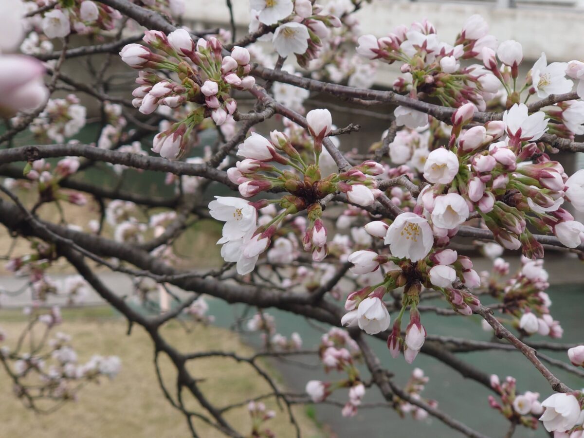 20230327小矢部川公園の桜 (2)