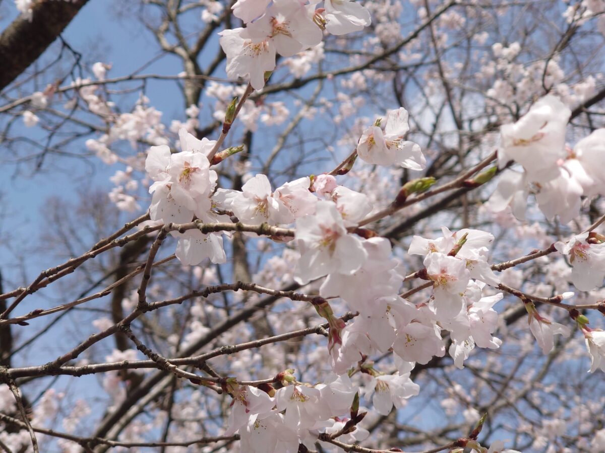 20230327小矢部川公園の桜 (19)