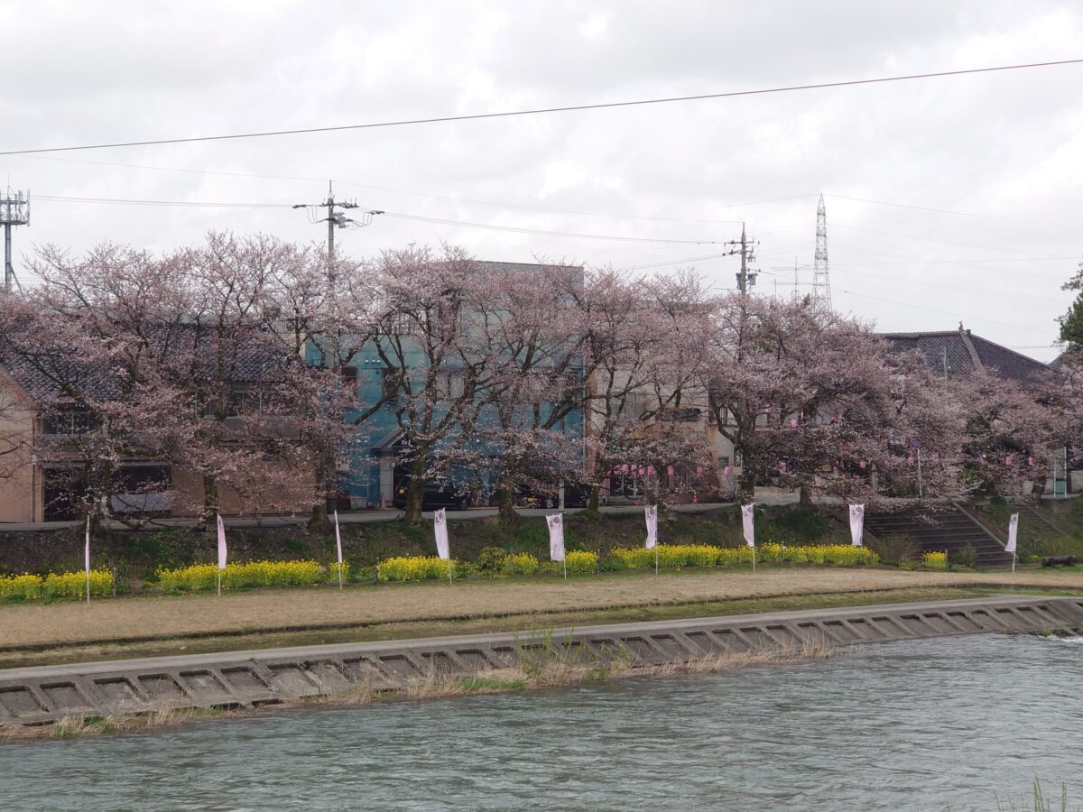 20230327小矢部川公園の桜 (6)