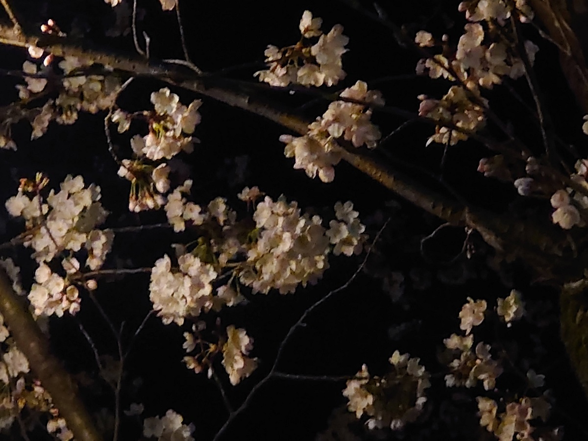 230328小矢部川公園の桜