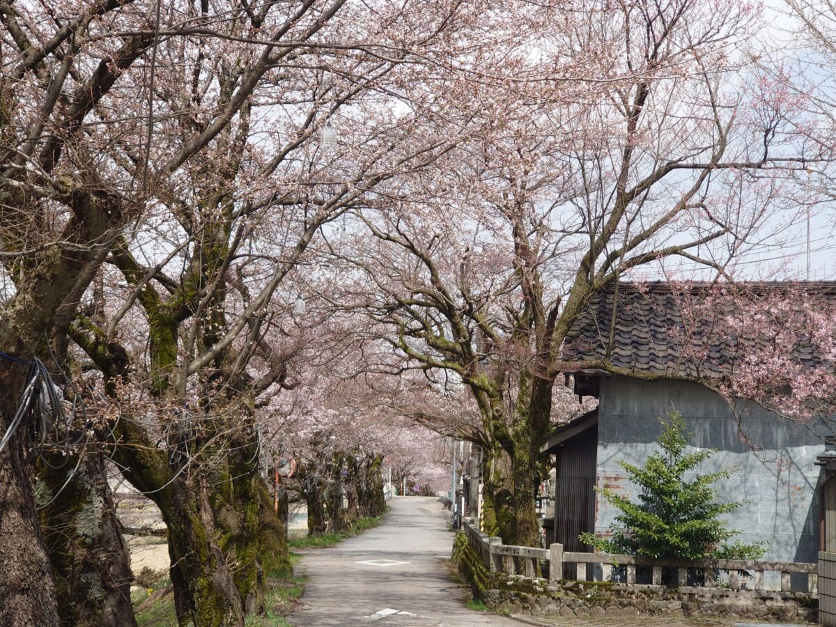 20230327小矢部川公園の桜 (18)