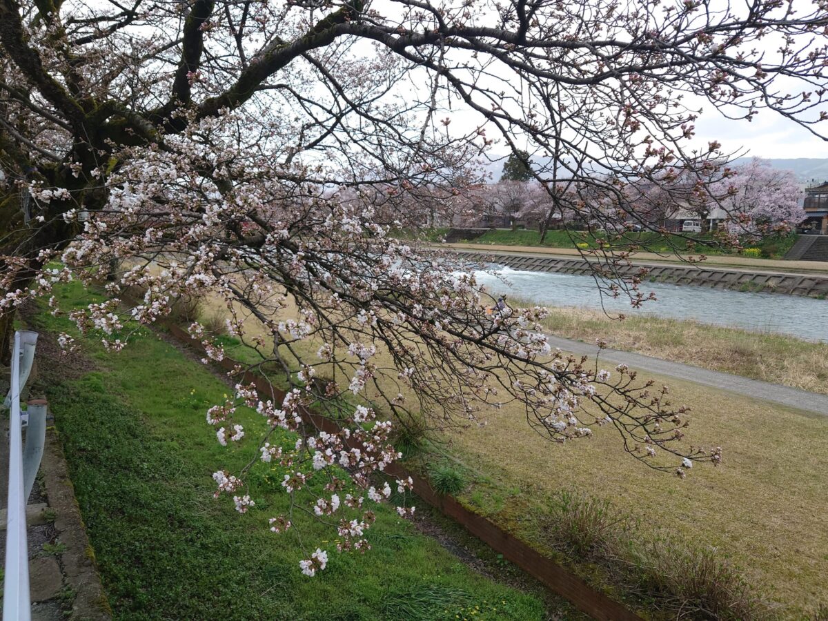 20230327小矢部川公園の桜 (3)