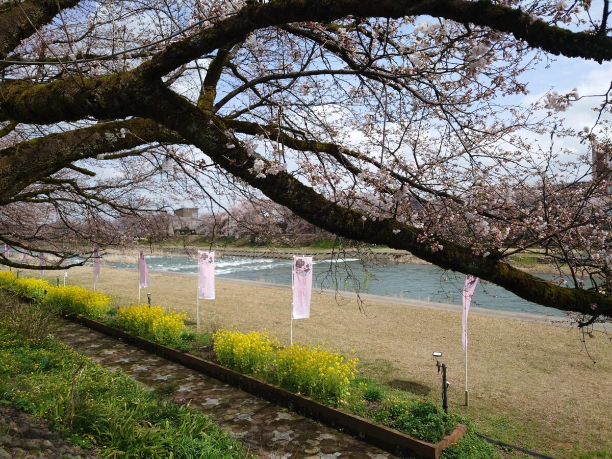 20230327小矢部川公園の桜 (9)