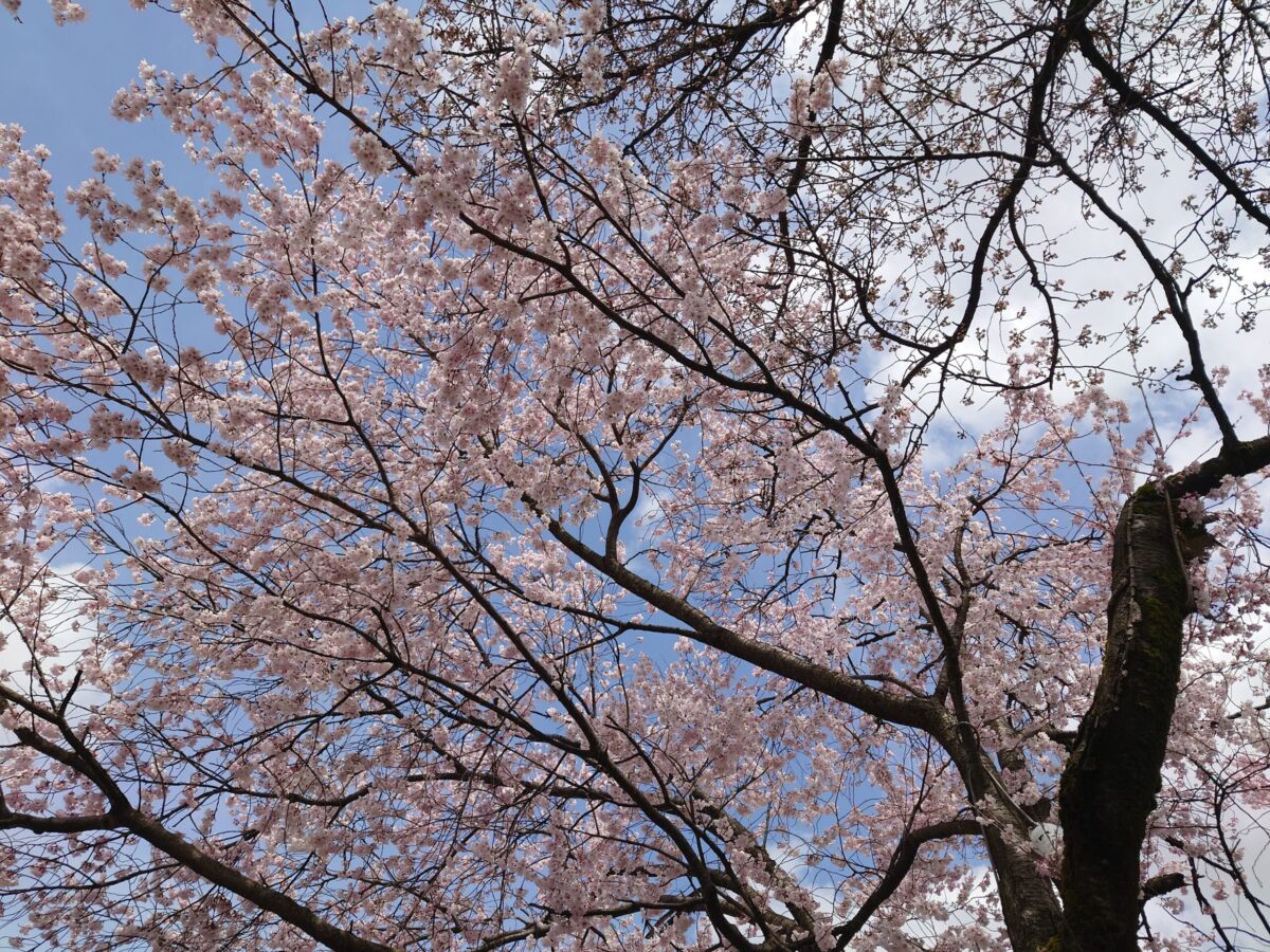 20230327小矢部川公園の桜 (12)