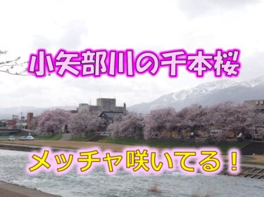 小矢部川の千本桜がけっこう咲いてる。2023年3月27日に富山の桜が満開と発表されたよ。