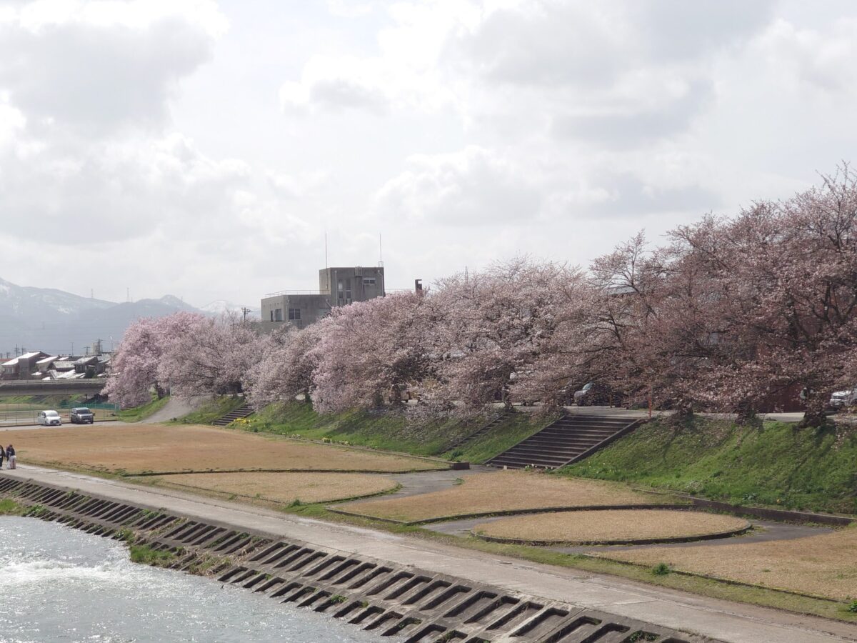 20230327小矢部川公園の桜 (17)