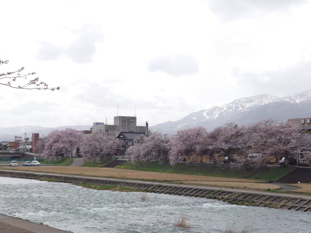 20230327小矢部川公園の桜 (1)