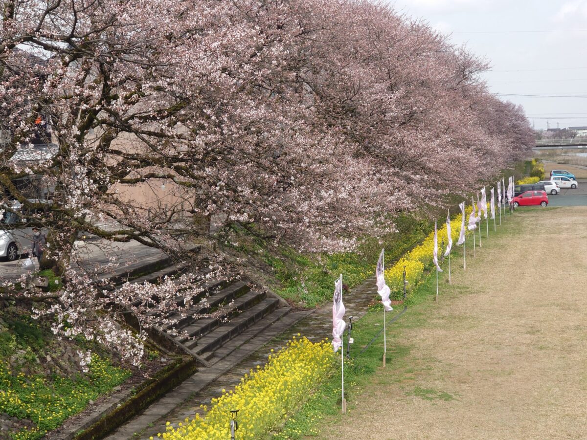 20230327小矢部川公園の桜 (8)