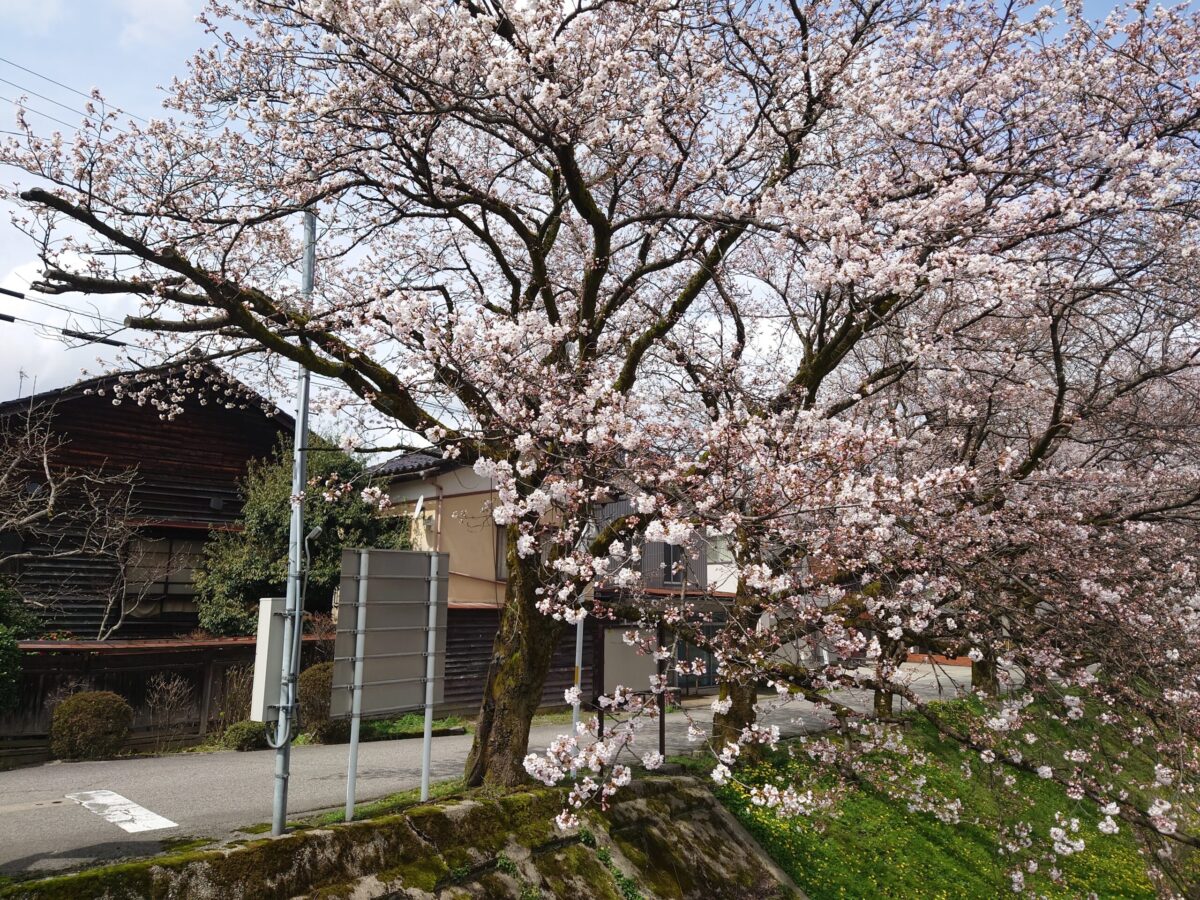 20230327小矢部川公園の桜 (14)