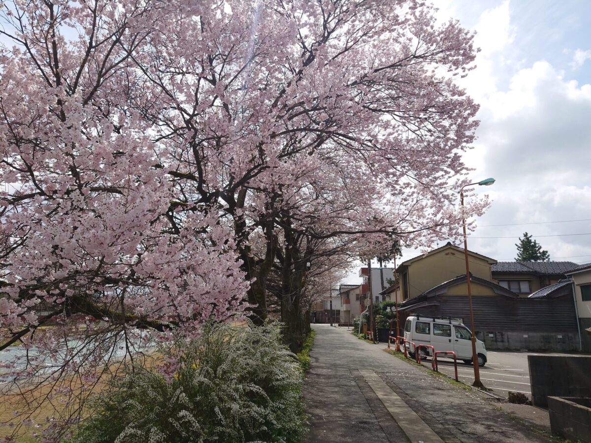 20230327小矢部川公園の桜 (10)