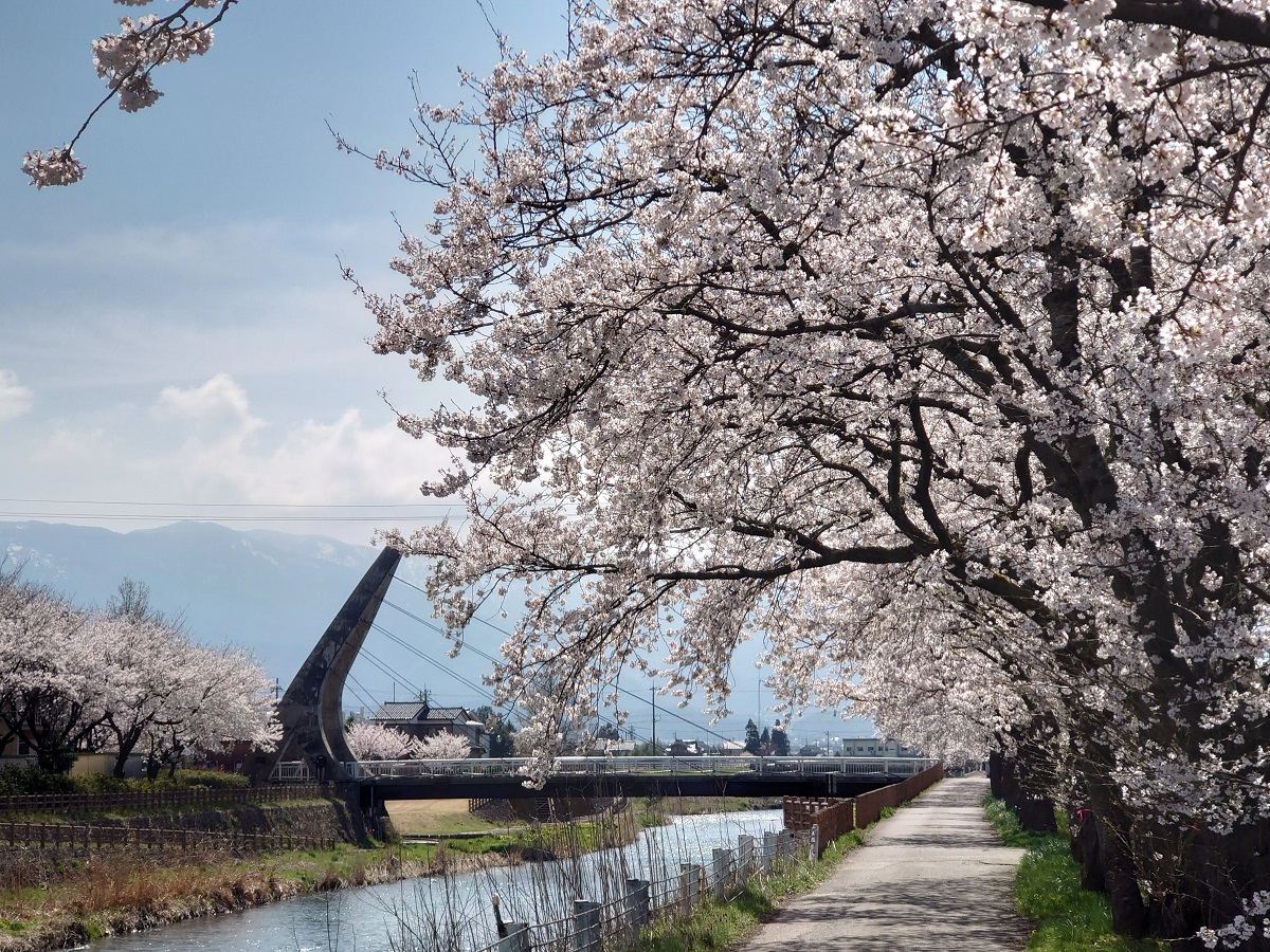 2023旅川の桜 (4)