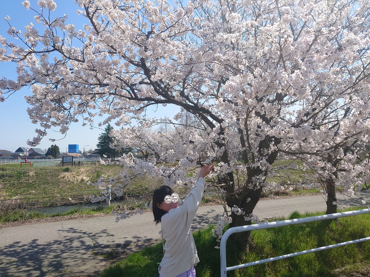 2023旅川の桜 (7)