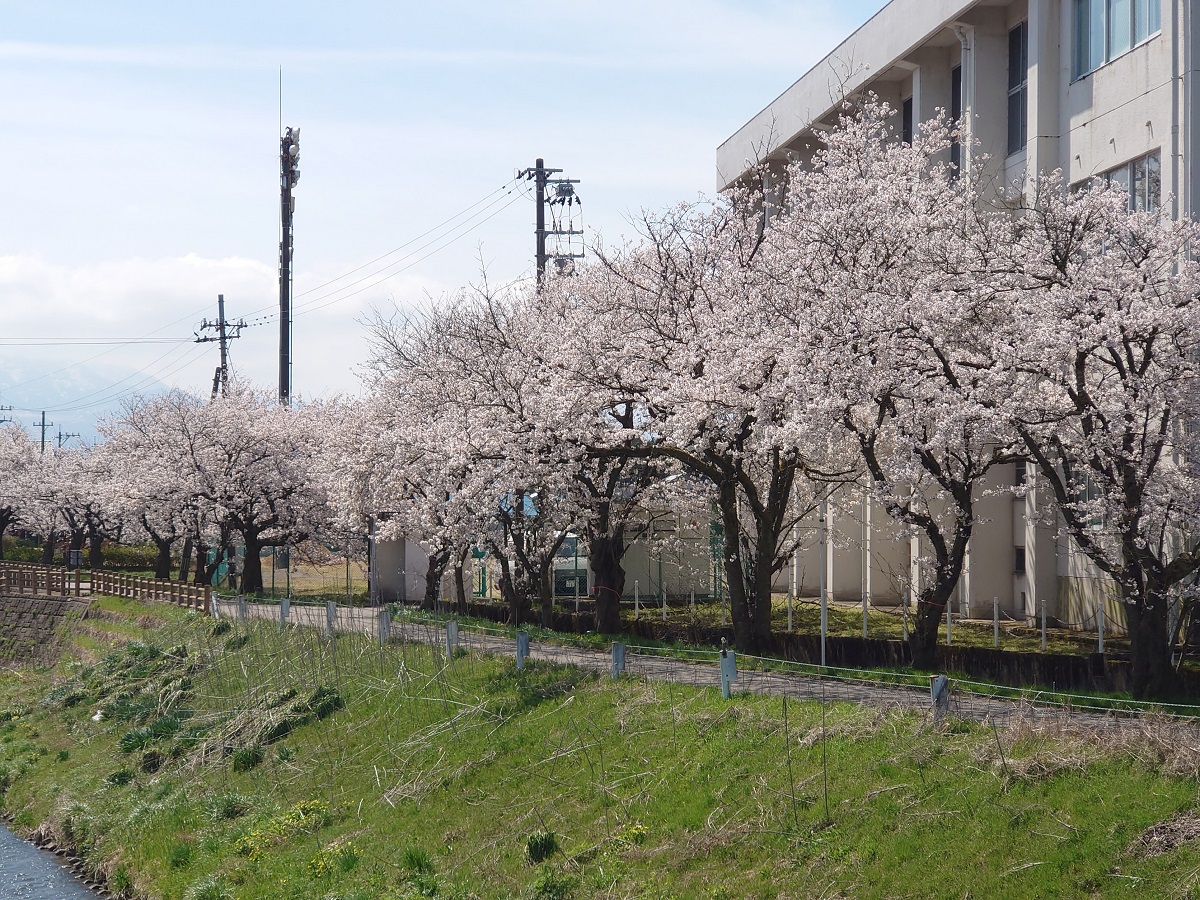 2023旅川の桜 (2)