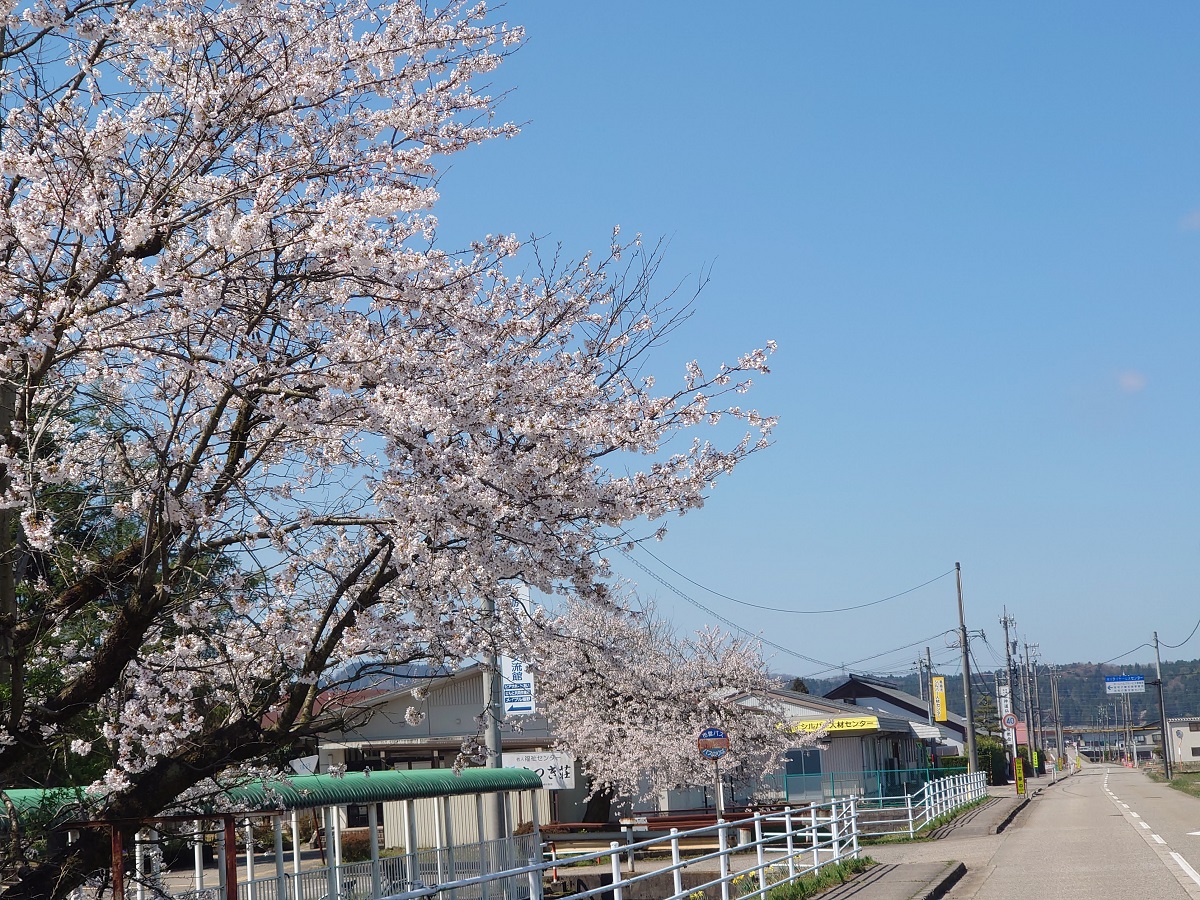2023旅川の桜 (1)