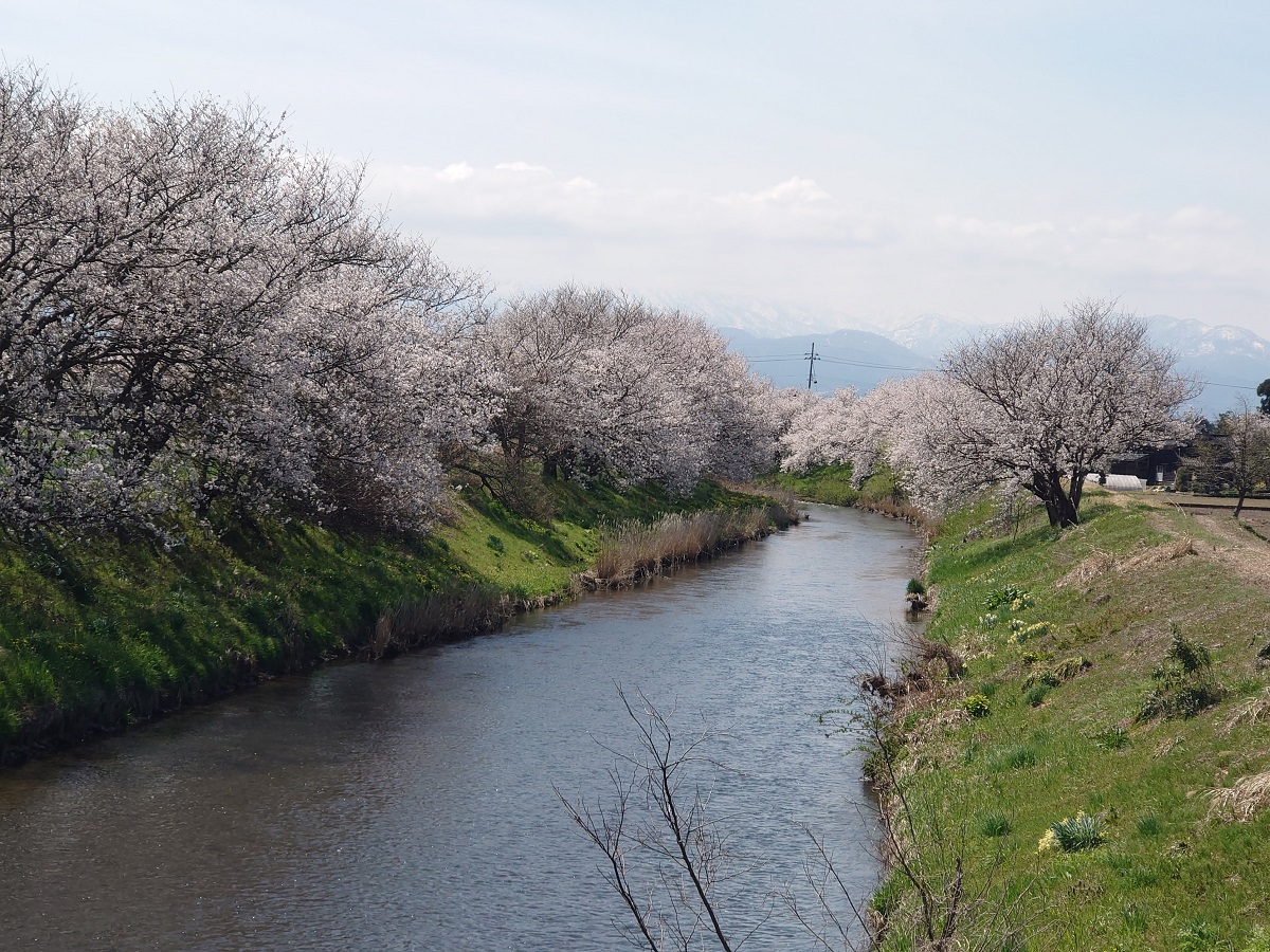 2023梅ケ島地内の大井川の桜 (4)