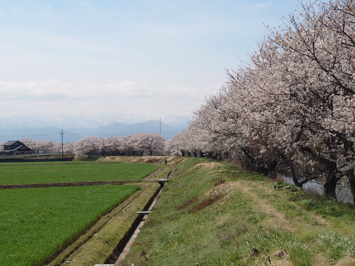 2023梅ケ島地内の大井川の桜 (3)