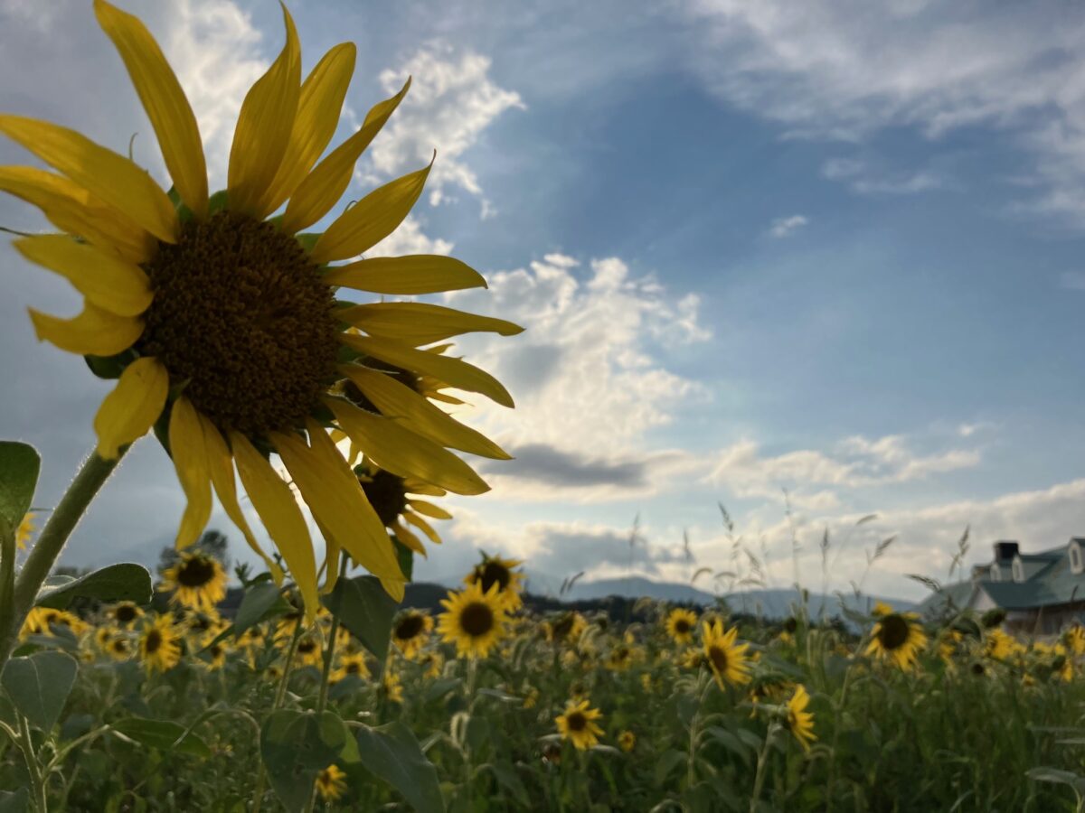 桜ヶ池クアガーデンのひまわり畑で夏の1枚を撮ってきた！【ふく