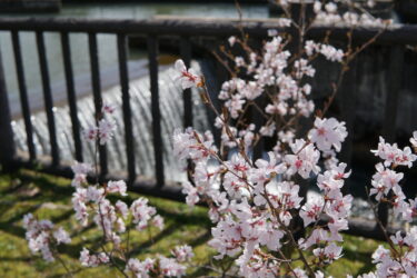 どんど公園の桜見てきたよ【ふくの～とフォト】