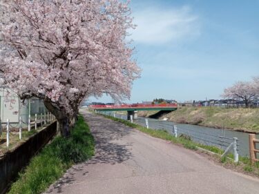 旅川沿いの桜がきれいだった【4月2週目】