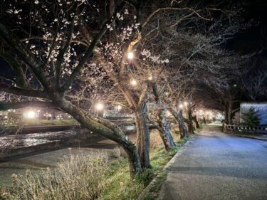 2024年も小矢部川沿いの桜並木がライトアップされてた